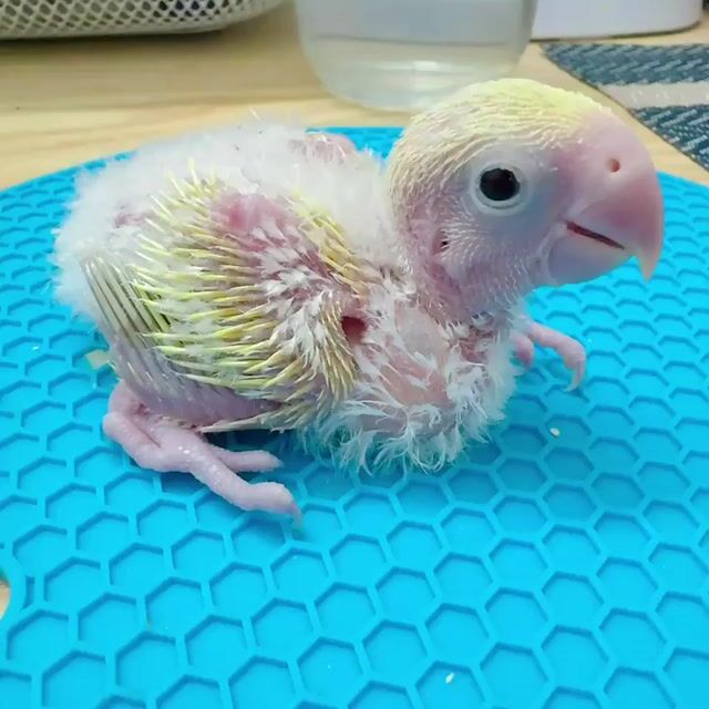 Vẹt Lovebird Vàng Mini k viển. Mua bán Chim tại Quận Bình Tân Tp Hồ Chí Minh được đăng bởi Tiên hình 1