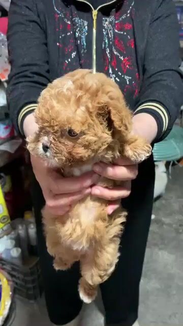Chó Poodle con non màu Nâu. Mua bán Chó tại Quận Hoàng Mai Hà Nội được đăng bởi Trần Phan Minh Quang hình 1