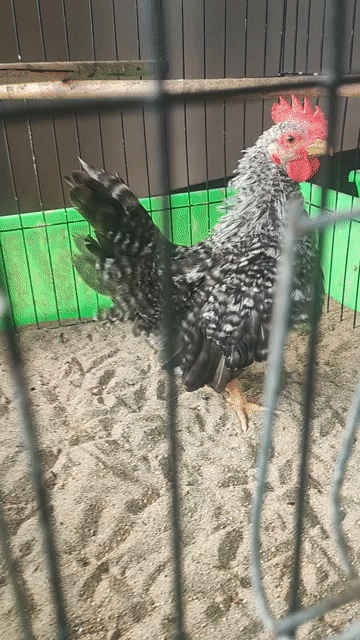 Gà tre Thái. Mua bán Gà tại Huyện Tháp Mười Đồng Tháp được đăng bởi Minh Trung Nguyen hình 1