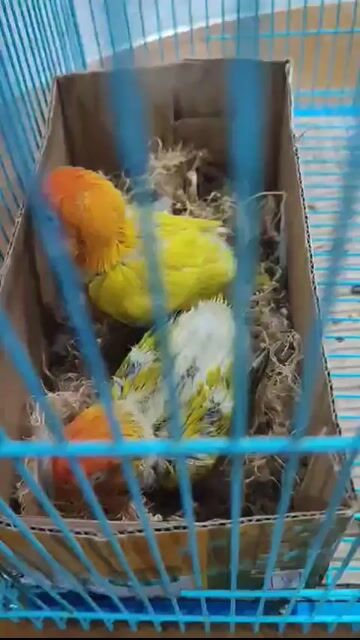Chim Lovebird non nhà trồng vàng và xanh non. Mua bán Chim tại Huyện Phú Vang Thừa Thiên Huế được đăng bởi Văn Nguyên hình 1