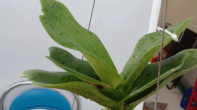 Lan Ngọc Điểm lá mít Bon size Xanh. Mua bán Cây cảnh, đồ trang trí tại Quận Phú Nhuận Tp Hồ Chí Minh được đăng bởi Tony Phat hình 1