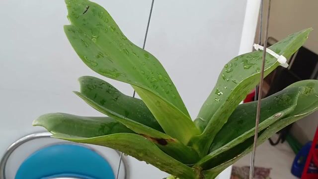 Lan Ngọc Điểm lá mít Bon size Xanh. Mua bán Cây cảnh, đồ trang trí tại Quận Phú Nhuận Tp Hồ Chí Minh được đăng bởi Tony Phat hình 1