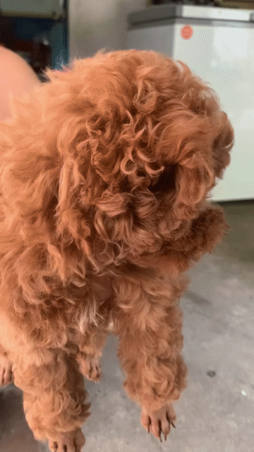 BÉ POODLE SIZE TINI MẬP TÌM BA MẸ. Mua bán Chó tại Quận Hoàng Mai Hà Nội được đăng bởi HÀ UYỂN NHI  hình 1