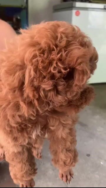 BÉ POODLE SIZE TINI MẬP TÌM BA MẸ. Mua bán Chó tại Quận Hoàng Mai Hà Nội được đăng bởi HÀ UYỂN NHI  hình 1