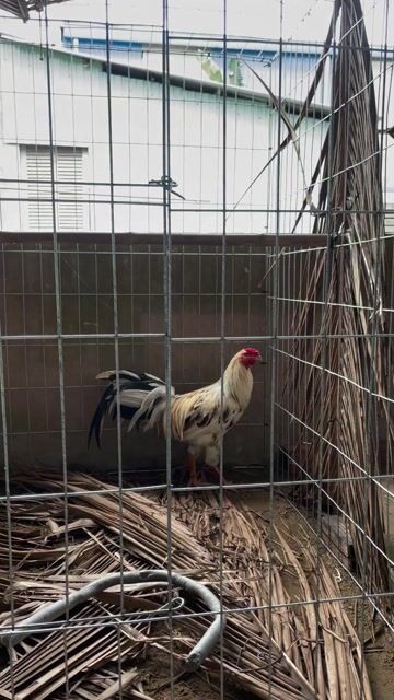 Gà chọi Điều bông tơ 2.9kg trạng chơi 3k1. Mua bán Gà tại Huyện Cái Bè Tiền Giang được đăng bởi trương minh quân hình 1