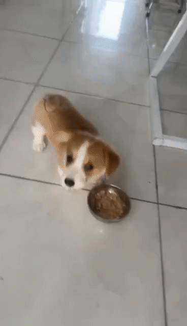 Chó Corgi cái 3 tháng tuổi. Mua bán Chó tại Quận Gò Vấp Tp Hồ Chí Minh được đăng bởi Hiếu Khanh  hình 1