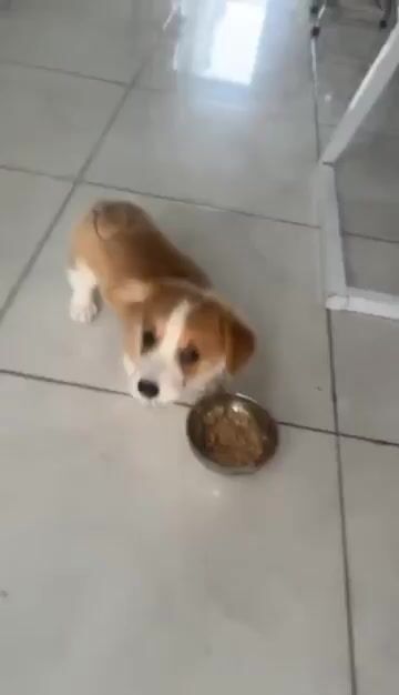 Chó Corgi cái 3 tháng tuổi. Mua bán Chó tại Quận Gò Vấp Tp Hồ Chí Minh được đăng bởi Hiếu Khanh  hình 1