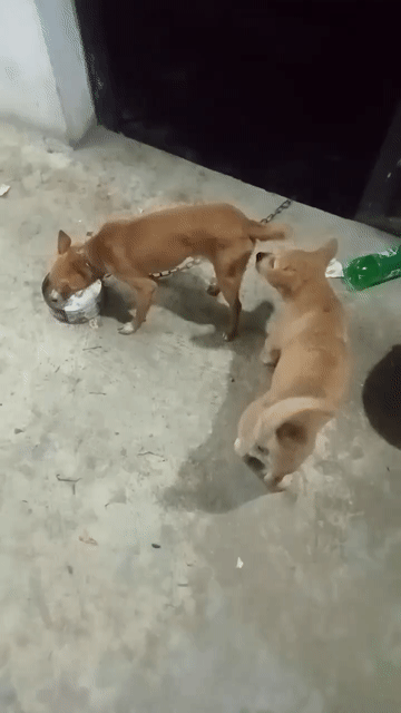 chó phốc hương. Mua bán Chó tại Huyện Lạc Thủy Hòa Bình được đăng bởi Trần Ngọc hình 1