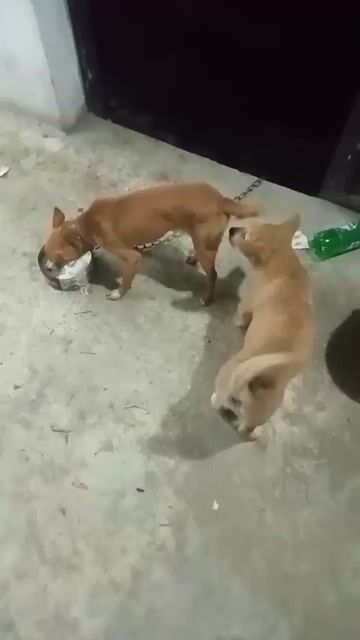 chó phốc hương. Mua bán Chó tại Huyện Lạc Thủy Hòa Bình được đăng bởi Trần Ngọc hình 1