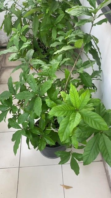 Cây lộc vừng Đẹp cần thanh lý. Mua bán Cây cảnh, đồ trang trí tại Quận Phú Nhuận Tp Hồ Chí Minh được đăng bởi Anh Ba hình 1