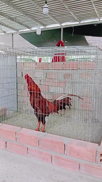 Gà chọi 2.9kg Đực. Mua bán Gà tại Huyện Trà Ôn Vĩnh Long được đăng bởi Luyến Gà Nòi hình 1