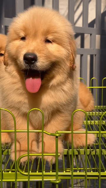Golden thuần chủng .. Mua bán Chó tại Quận Long Biên Hà Nội được đăng bởi Pet home hình 1