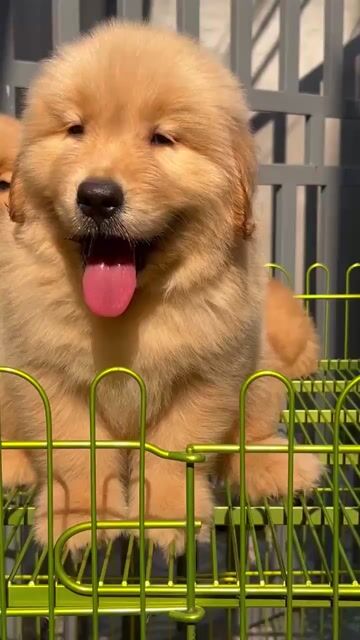 Golden thuần chủng .. Mua bán Chó tại Quận Long Biên Hà Nội được đăng bởi Pet home hình 1