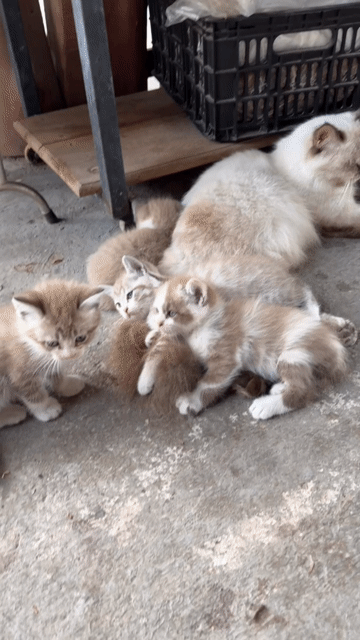 Mèo ALD lông dài. Mua bán Mèo tại Huyện Trảng Bàng Tây Ninh được đăng bởi Trang Nguyen hình 1