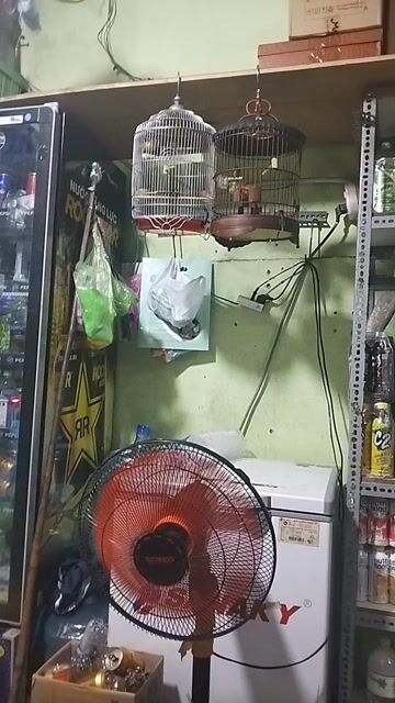 Chim cảnh nhiều màu. Mua bán Chim tại Quận 3 Tp Hồ Chí Minh được đăng bởi Huyền hình 1