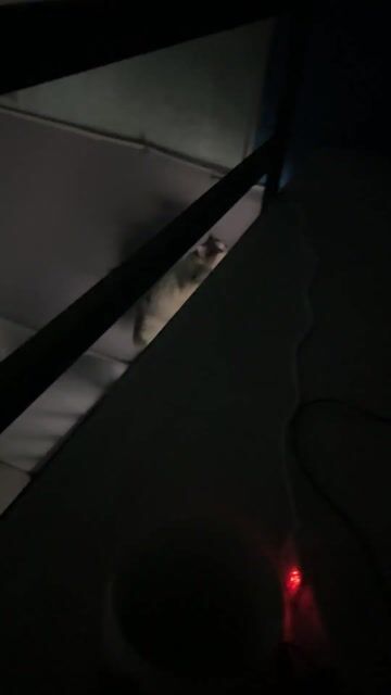 Mèo Lông ngắn đực 10 tháng. Mua bán Mèo tại Thành phố Thủ Đức Tp Hồ Chí Minh được đăng bởi Trần Gia Hân hình 1