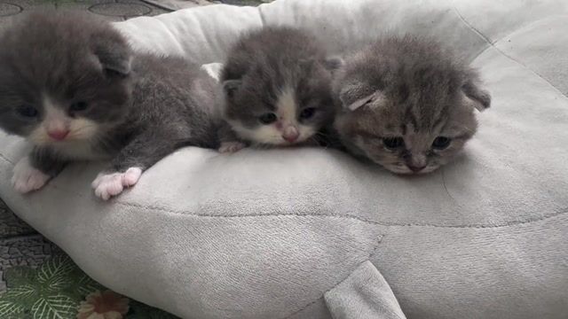 Mèo Anh lông ngắn chân lùn. Mua bán Mèo tại Quận 7 Tp Hồ Chí Minh được đăng bởi Hoàng Ngọc Triều Ngân hình 2