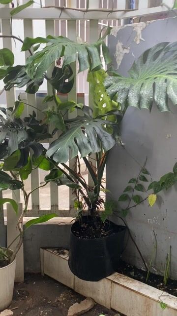Cây cảnh Trầu bà Nam Mỹ 1m3. Mua bán Cây cảnh, đồ trang trí tại Quận Thanh Khê Đà Nẵng được đăng bởi TRUNG NGHĨA hình 1