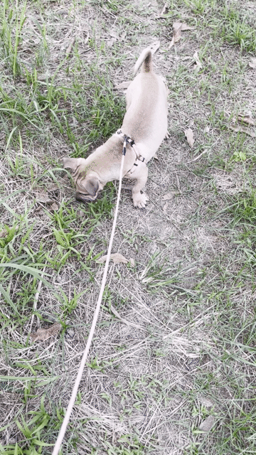 Chó Pug lai Bull pháp. Mua bán Chó tại Huyện Thanh Trì Hà Nội được đăng bởi Vinh Nguyễn  hình 1