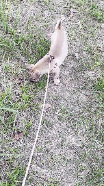 Chó Pug lai Bull pháp. Mua bán Chó tại Huyện Thanh Trì Hà Nội được đăng bởi Vinh Nguyễn  hình 1