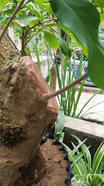 Cây cảnh Bonsai Phong thủy. Mua bán Cây cảnh, đồ trang trí tại Thị xã An Nhơn Bình Định được đăng bởi Nguyễn Minh Tiến hình 1
