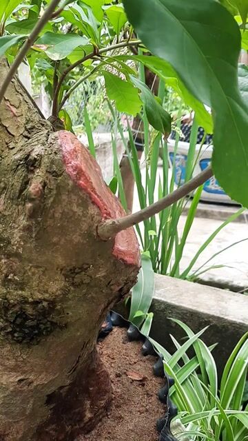 Cây cảnh Bonsai Phong thủy. Mua bán Cây cảnh, đồ trang trí tại Thị xã An Nhơn Bình Định được đăng bởi Nguyễn Minh Tiến hình 1