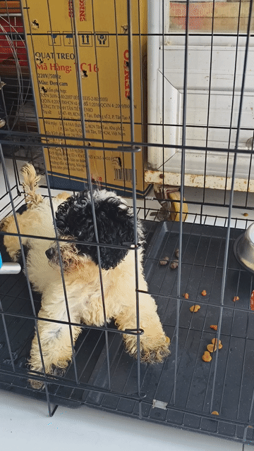 Chó Poodle đen trắng 2 tháng rưỡi. Mua bán Chó tại Quận Bình Thạnh Tp Hồ Chí Minh được đăng bởi tuan kiet Tran hình 1