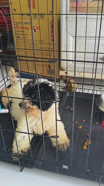 Chó Poodle đen trắng 2 tháng rưỡi. Mua bán Chó tại Quận Bình Thạnh Tp Hồ Chí Minh được đăng bởi tuan kiet Tran hình 1