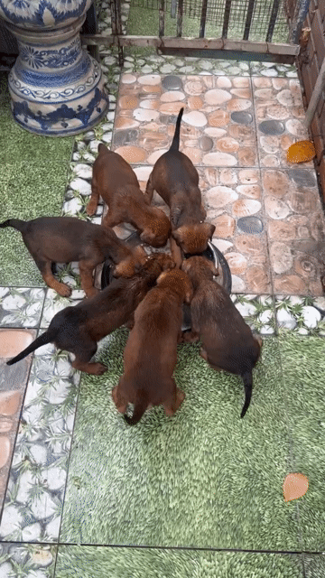 Chó Doberman 1 tháng tuổi Nâu. Mua bán Chó tại Quận Gò Vấp Tp Hồ Chí Minh được đăng bởi Lê Hoàng Nam hình 1