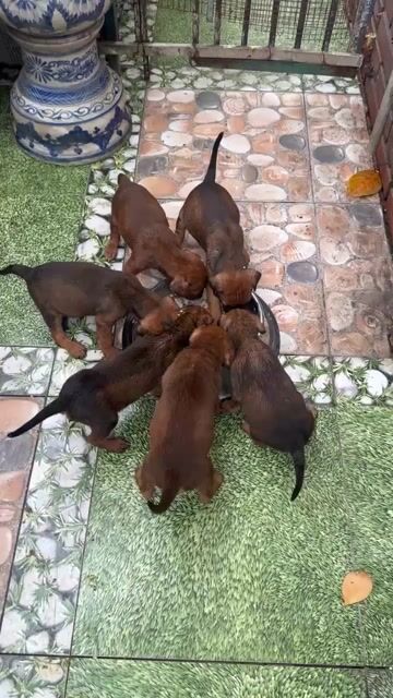 Chó Doberman 1 tháng tuổi Nâu. Mua bán Chó tại Quận Gò Vấp Tp Hồ Chí Minh được đăng bởi Lê Hoàng Nam hình 1