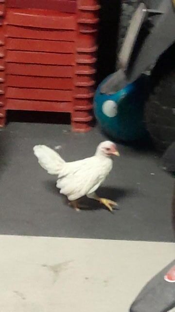 Gà tre trắng 3 tháng tuổi. Mua bán Gà tại Quận 3 Tp Hồ Chí Minh được đăng bởi Hong Son Nguyen hình 1