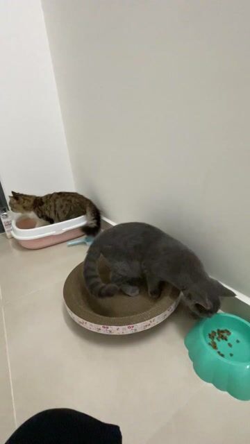 Mèo ALN và ALD 6.000.000 cả đôi. Mua bán Mèo tại Thành phố Thủ Đức Tp Hồ Chí Minh được đăng bởi Trịnh Đồng hình 1