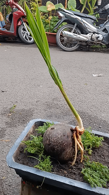 Bonsai dừa Sống tốt, khỏe. Mua bán Cây cảnh, đồ trang trí tại Quận Bình Thạnh Tp Hồ Chí Minh được đăng bởi Thanh Sang hình 1