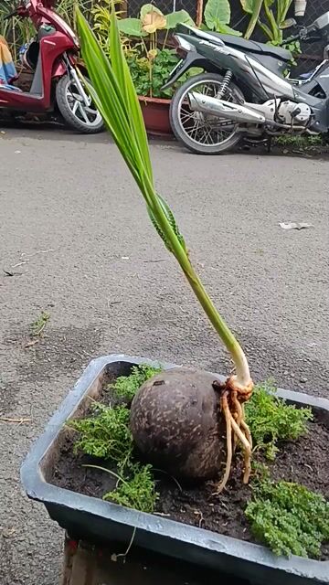 Bonsai dừa Sống tốt, khỏe. Mua bán Cây cảnh, đồ trang trí tại Quận Bình Thạnh Tp Hồ Chí Minh được đăng bởi Thanh Sang hình 1
