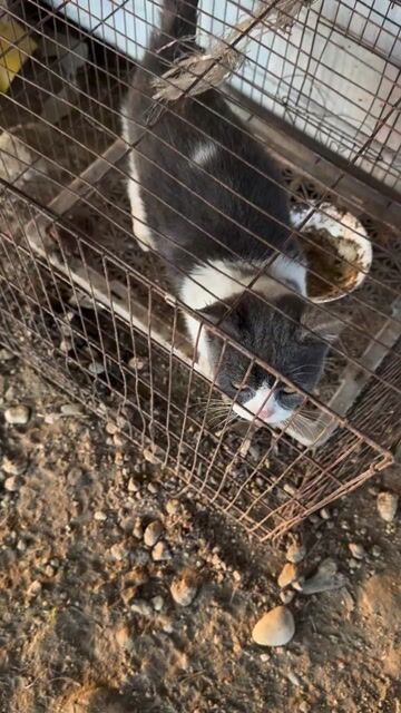 Mèo Trắng xám. Mua bán Mèo tại Huyện Đông Anh Hà Nội được đăng bởi Phạm Thoả hình 1