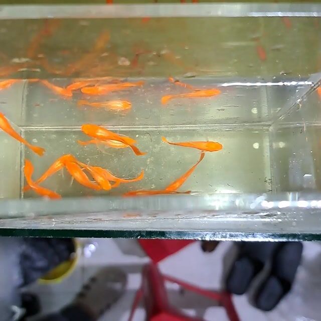 Cá 7 màu KOI RED Cam 20 con Khỏe mạnh. Mua bán Thú cưng khác tại Quận Bình Tân Tp Hồ Chí Minh được đăng bởi Cá cảnh TÍN NHẤT hình 1