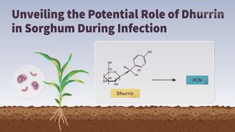 Encyclopedia-Dhurrin’s Role in Sorghum Head Smut Infection Defense