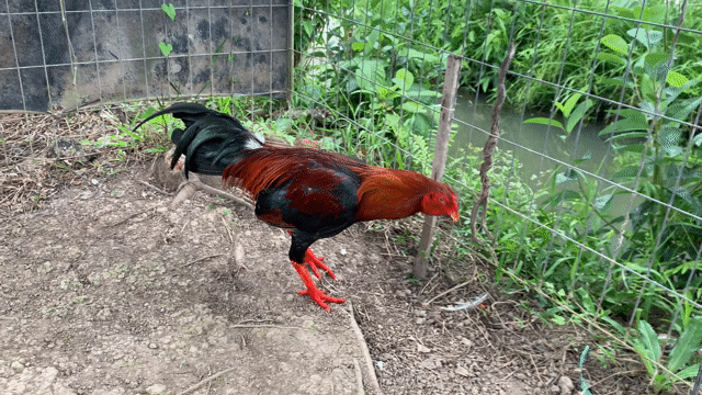 Gà điều sil mỹ 2kg2 tay dữ lông mới ae tham khảo. Mua bán Gà tại Quận Cái Răng Cần Thơ được đăng bởi Lê Đức Tài hình 1