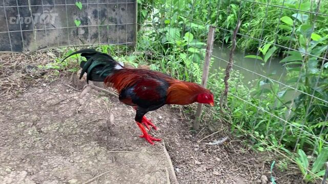 Gà điều sil mỹ 2kg2 tay dữ lông mới ae tham khảo. Mua bán Gà tại Quận Cái Răng Cần Thơ được đăng bởi Lê Đức Tài hình 1
