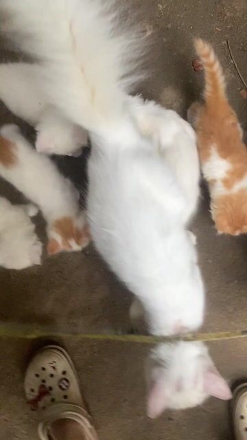 Mèo lai Anh lông dài trắng vàng 2 tháng. Mua bán Mèo tại Thành phố Nha Trang Khánh Hòa được đăng bởi Ngocc Thanhh hình 1