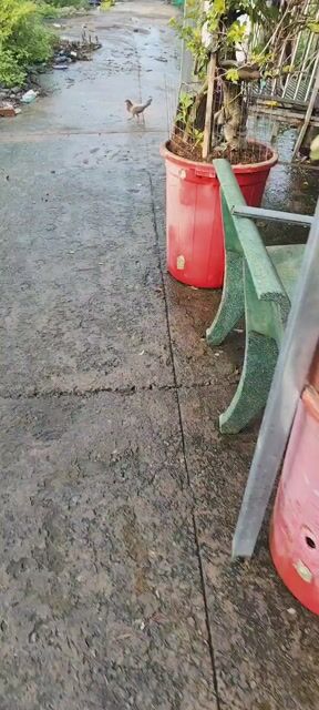 Chó becgie bỉ. Mua bán Chó tại Huyện Trảng Bom Đồng Nai được đăng bởi Tùng Nguyễn  hình 1