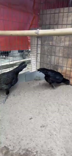 Gà Peru Việt Tơ Mái Đen. Mua bán Gà tại Huyện Đức Hòa Long An được đăng bởi Anhkhoa hình 1