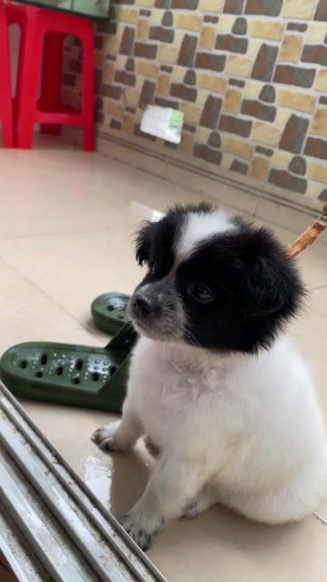 Chó Phốc Sóc lai Corgi cái 3 tháng. Mua bán Chó tại Huyện Bình Chánh Tp Hồ Chí Minh được đăng bởi Cat eye hình 1