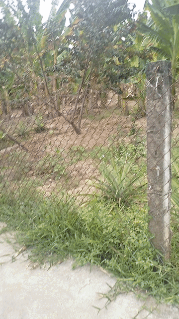 Cho thuê Đất Huyện Tân Trụ Long An diện tích 500 m² giá 10 triệu/tháng