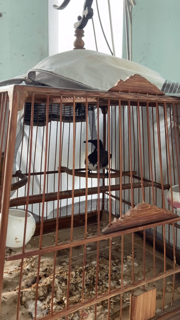 chào mào 2 mùa xổ bọng hay dạn. Mua bán Chim tại Quận Gò Vấp Tp Hồ Chí Minh được đăng bởi Cường Cool hình 1