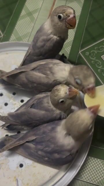 Vẹt Lovebirth. Mua bán Chim tại Quận Bình Tân Tp Hồ Chí Minh được đăng bởi Chí Thiện hình 1