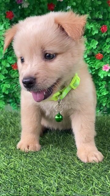 NHẬT LAI MÀU VÀNG KEM LANH LỢI. Mua bán Chó tại Huyện Hóc Môn Tp Hồ Chí Minh được đăng bởi Cún xinh nhà TaDa hình 1