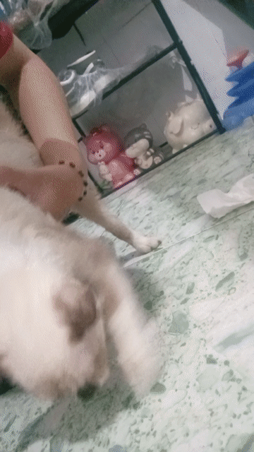 Mèo Xiêm lai Silver 4 tháng tuổi. Mua bán Mèo tại Thành phố Dĩ An Bình Dương được đăng bởi Bông Bông hình 1