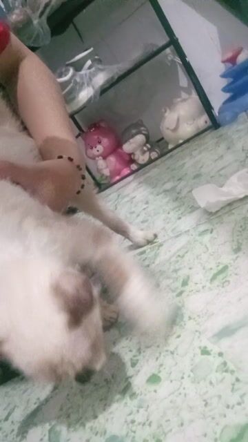Mèo Xiêm lai Silver 4 tháng tuổi. Mua bán Mèo tại Thành phố Dĩ An Bình Dương được đăng bởi Bông Bông hình 1