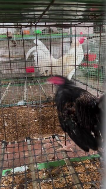 Gà butcher trống 5 tháng không tật lỗi. Mua bán Gà tại Quận Bình Thạnh Tp Hồ Chí Minh được đăng bởi Quốc thái hình 1